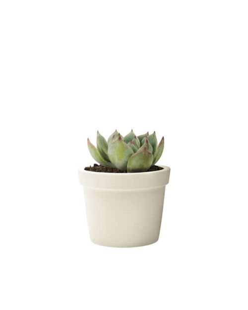 Echeveria Agave (Demo)