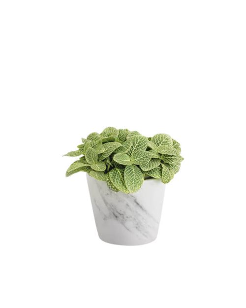 Fittonia White (Demo)